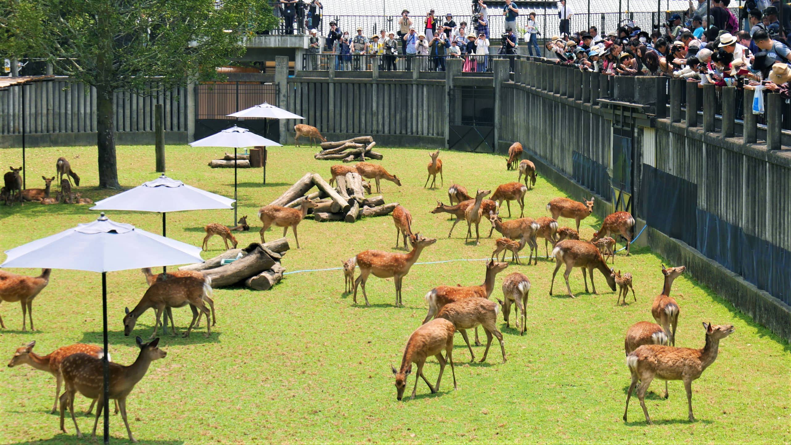 保護した母鹿と子鹿が公開される鹿苑
