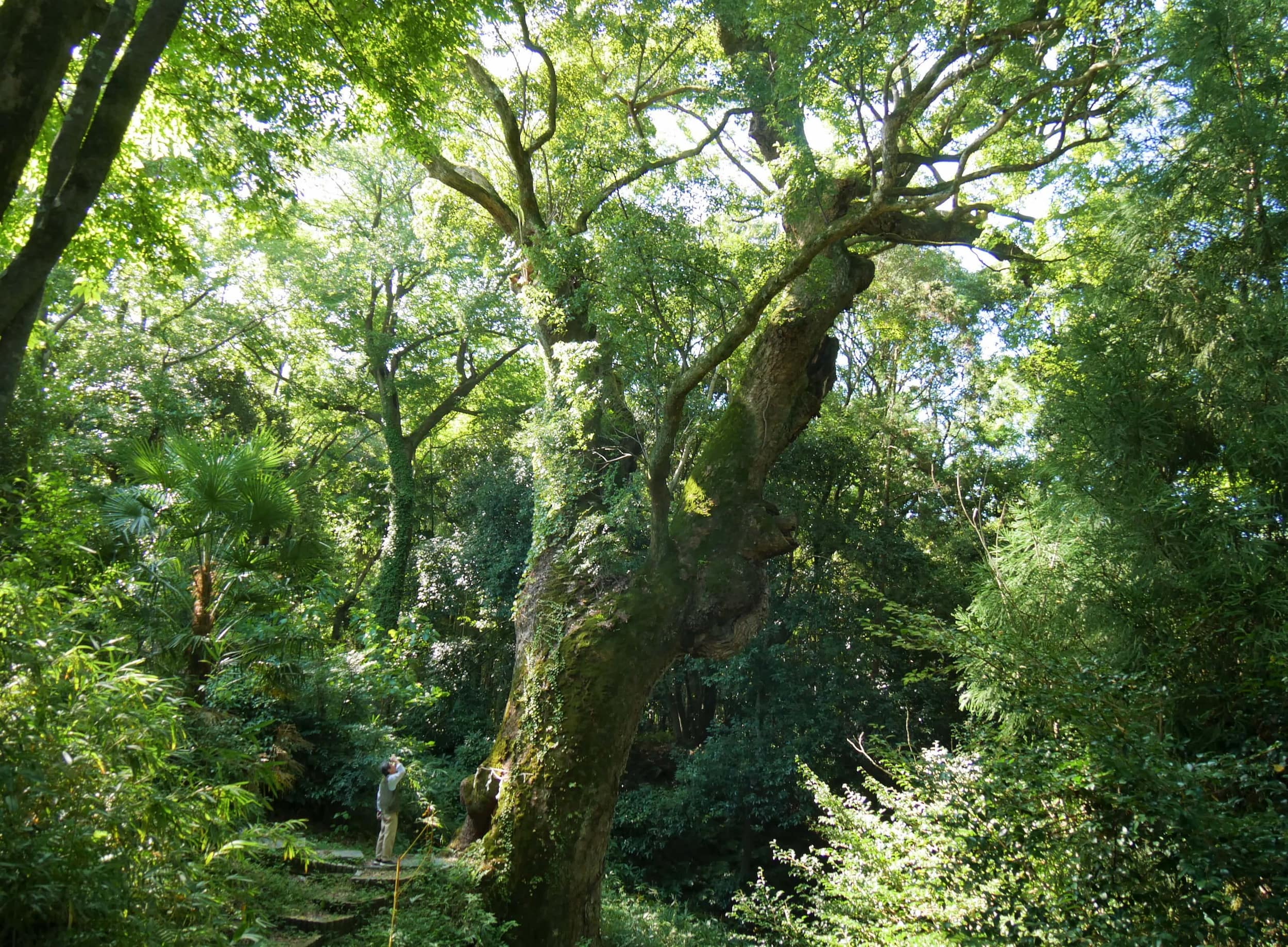 樹齢千年を超える「樟の巨樹」