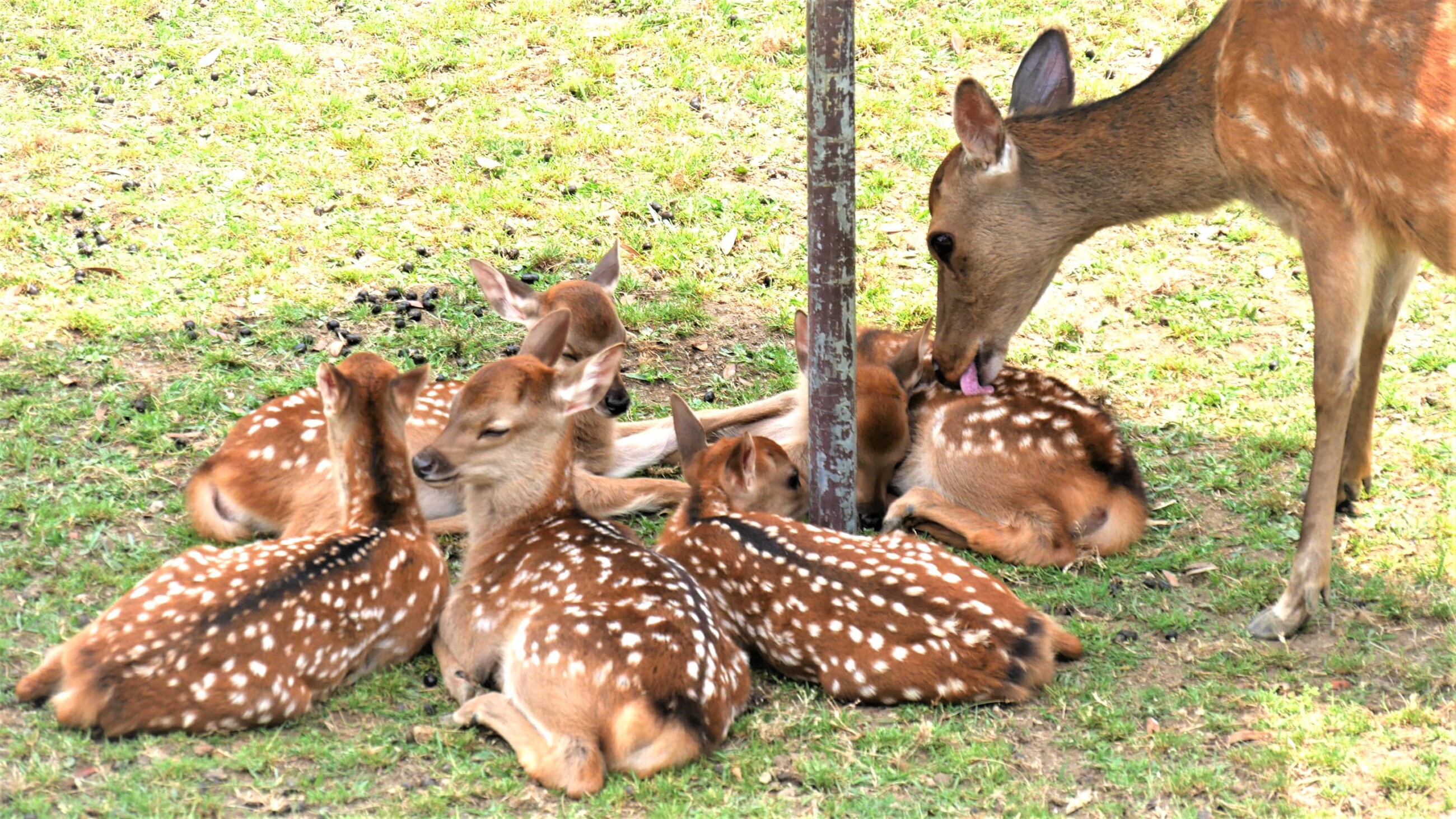 子鹿の集団は鹿苑だけの特別な風景